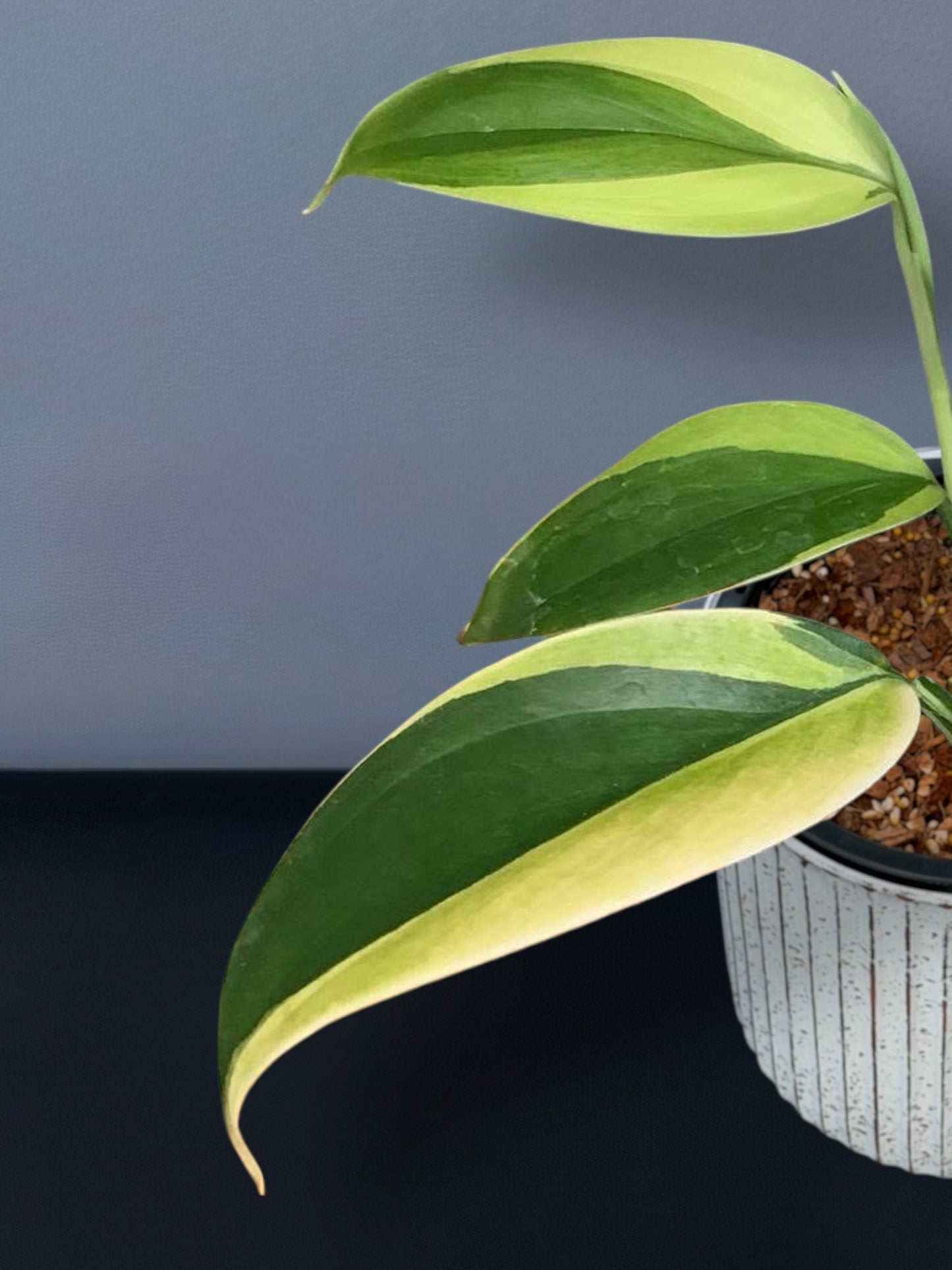Scindapsus Silver Blue Aurea Variegated