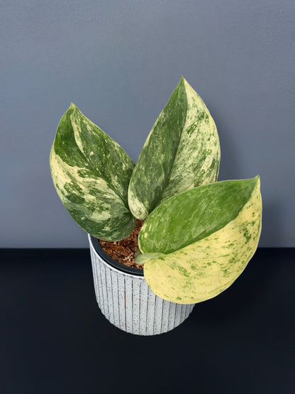 Scindapsus Silver Dark Cloud Variegated