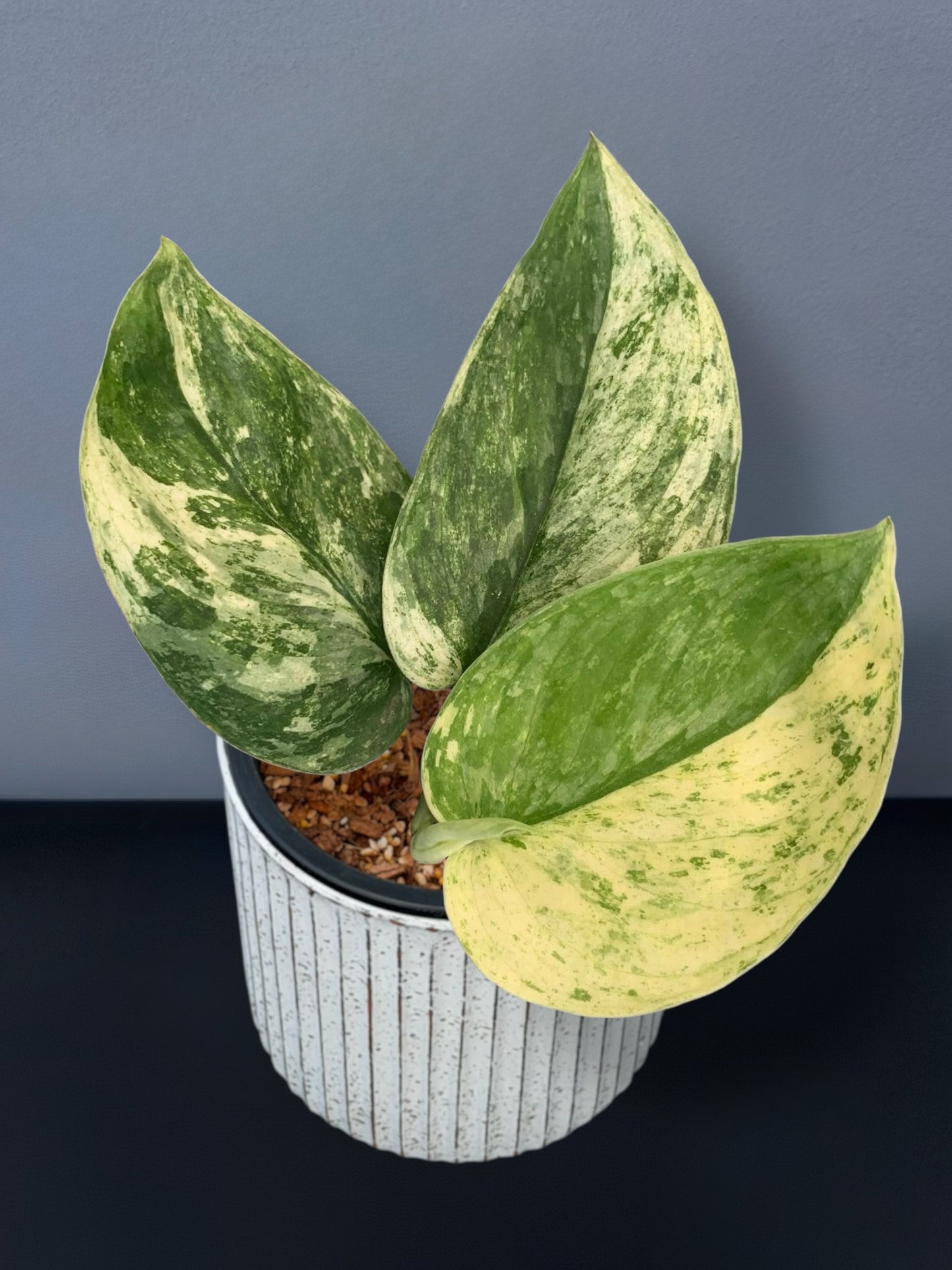 Scindapsus Silver Dark Cloud Variegated