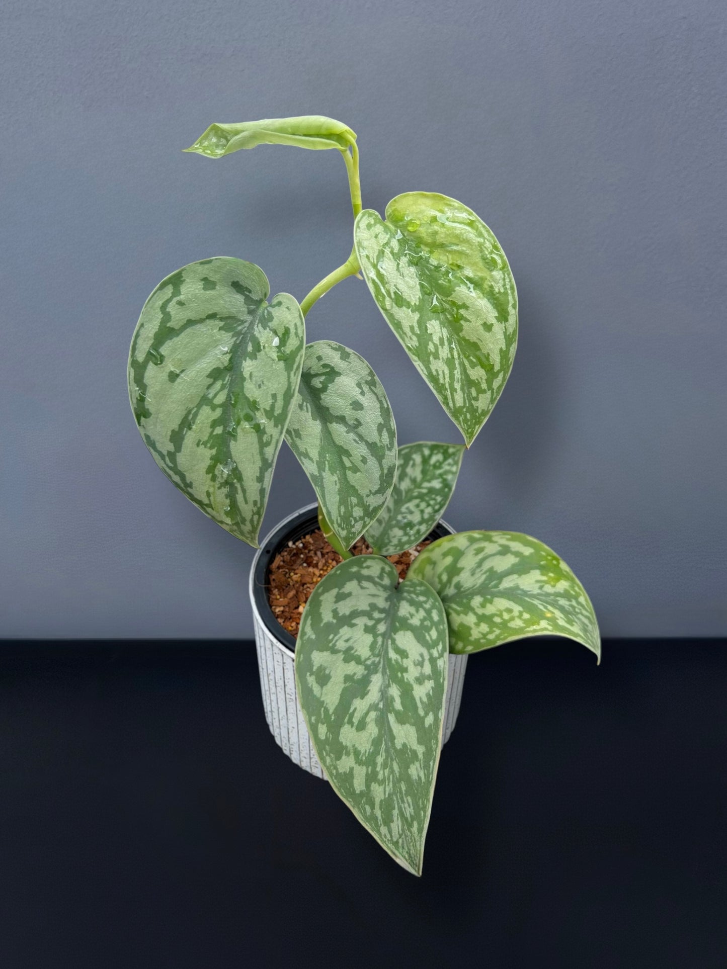 Scindapsus Silver Lady Variegated