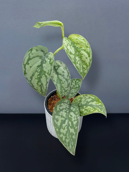 Scindapsus Silver Lady Variegated