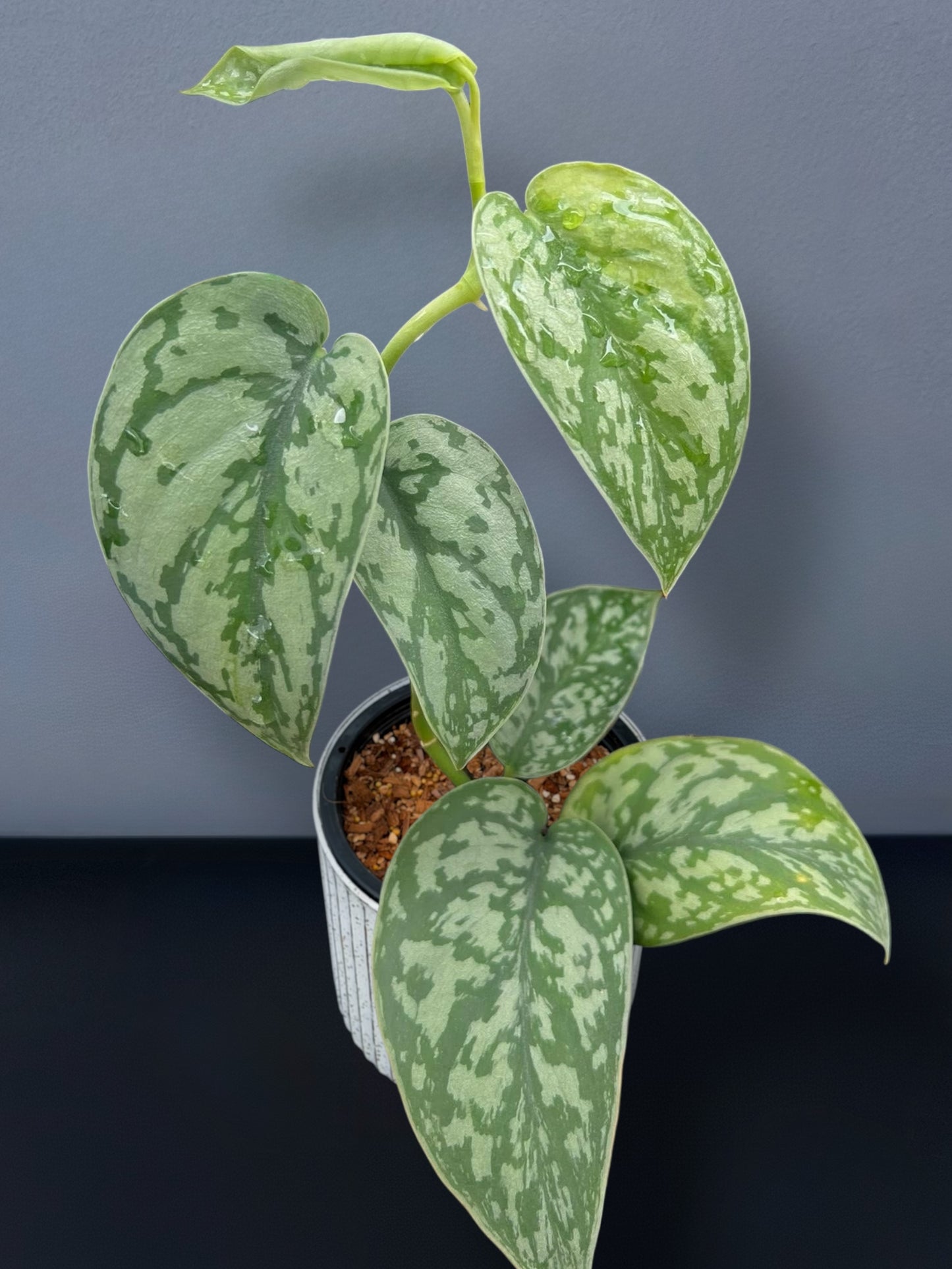 Scindapsus Silver Lady Variegated